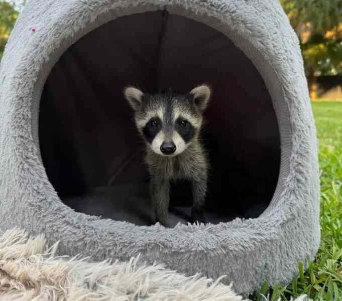 Mláďata mývala k dispozici - foto 2