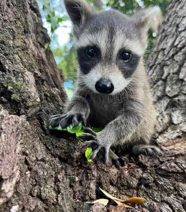Mláďata mývala k dispozici - foto 3