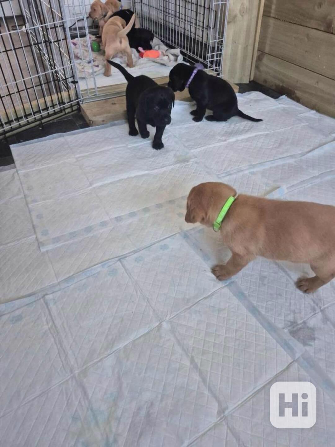 Labradorský retrívr s průkazem původu - foto 1