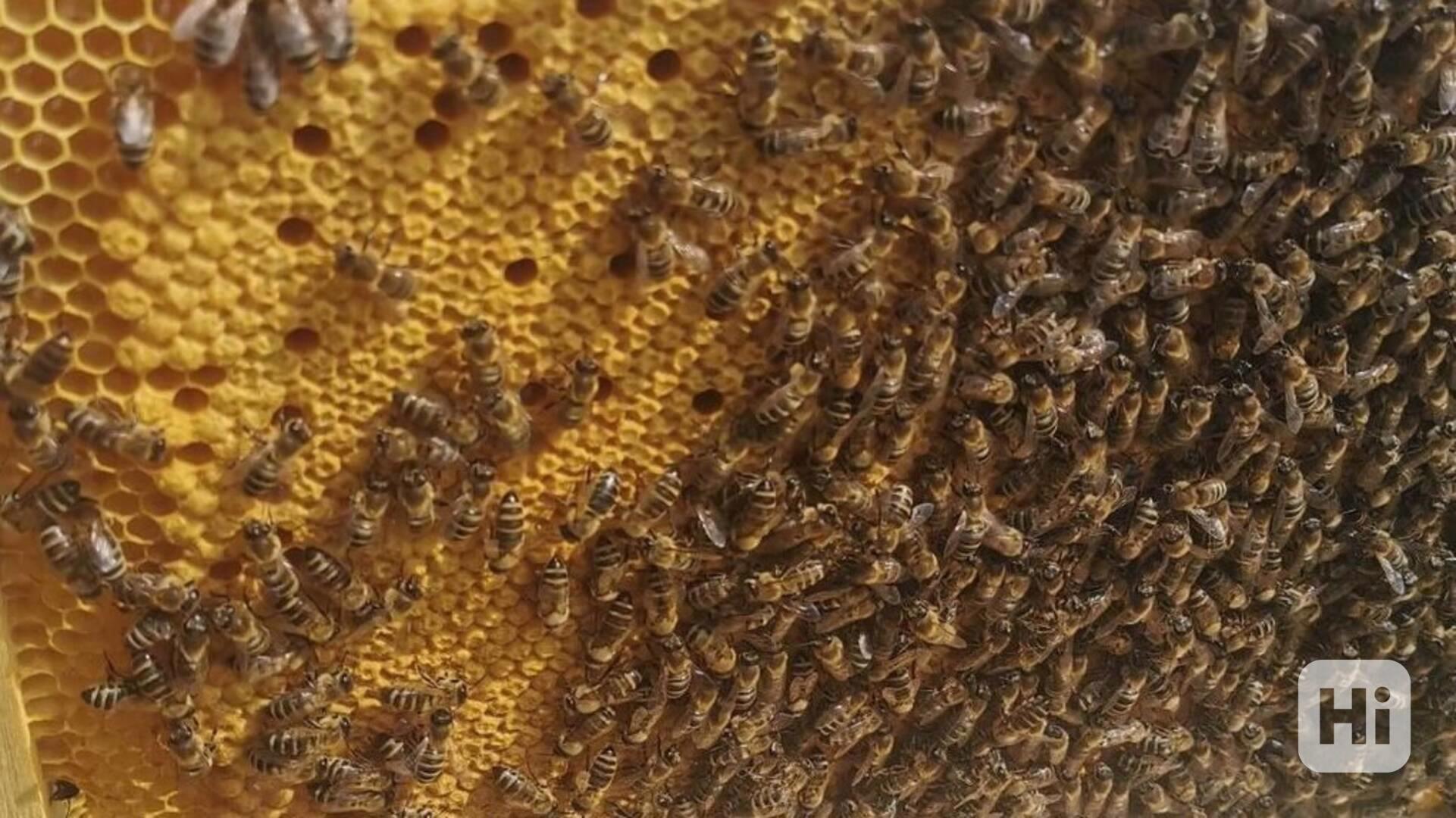 včelí oddělky - foto 1
