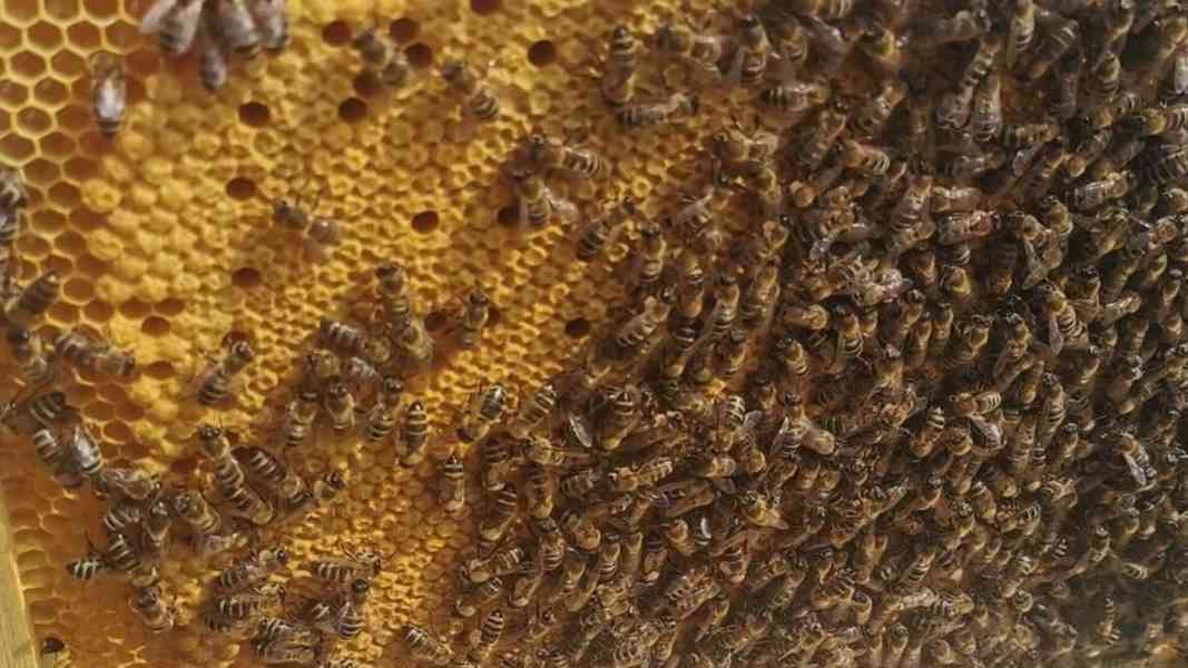včelí oddělky - foto 1