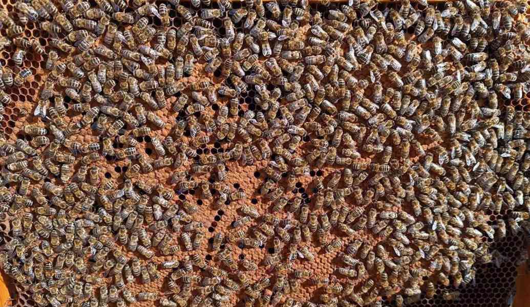 včelí oddělky - foto 2