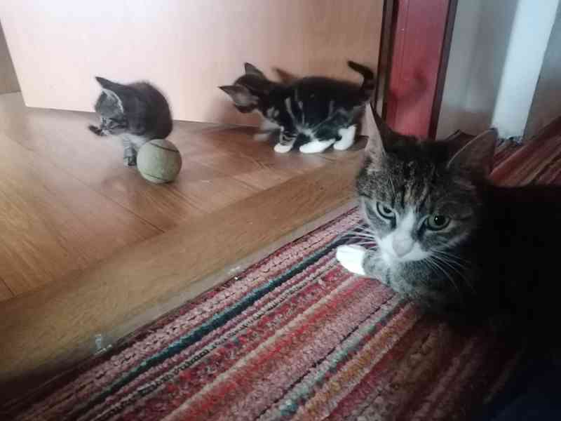 Koťata daruji Prostějov - foto 3