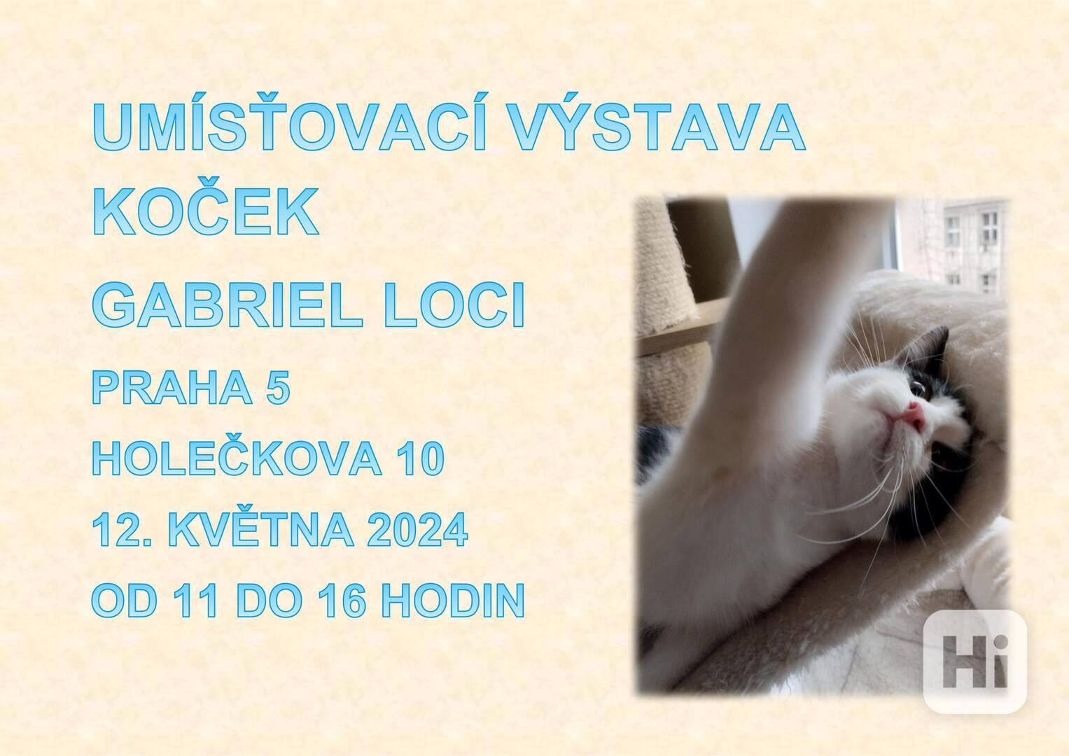 Umísťovací výstava koček - foto 1