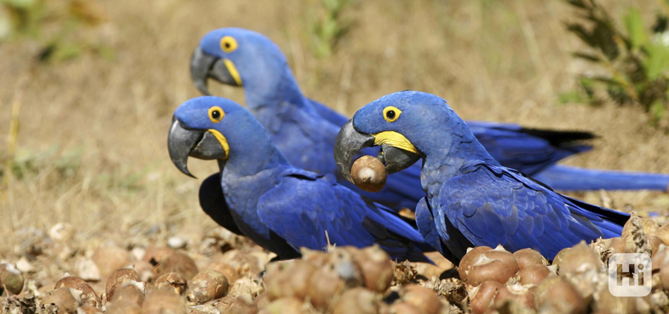 Krásní a mluvící papoušci hyacintoví ara - foto 1