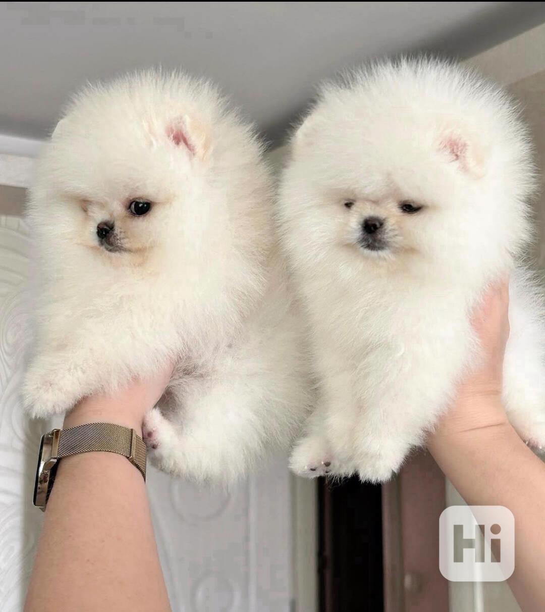 Štěňata pomeraniana k adopci - foto 1