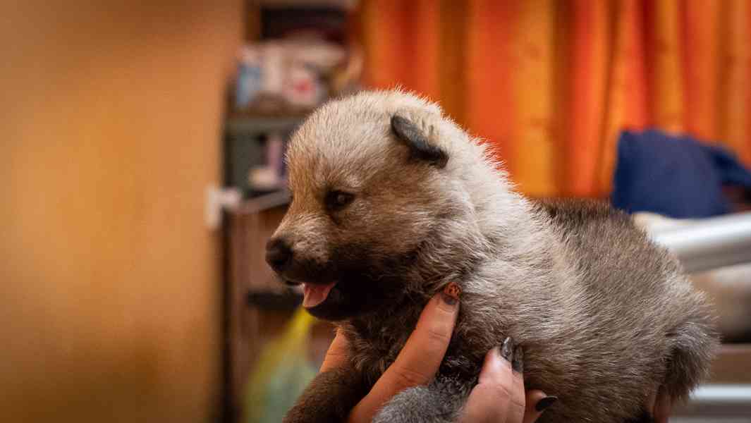 Štěňata Československého vlčáka s PP - foto 5