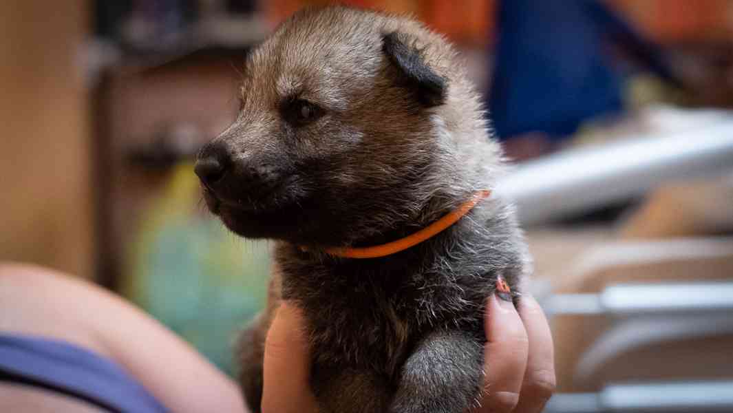 Štěňata Československého vlčáka s PP - foto 11