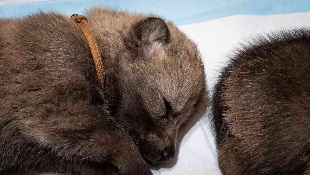 Štěňata Československého vlčáka s PP - foto 4