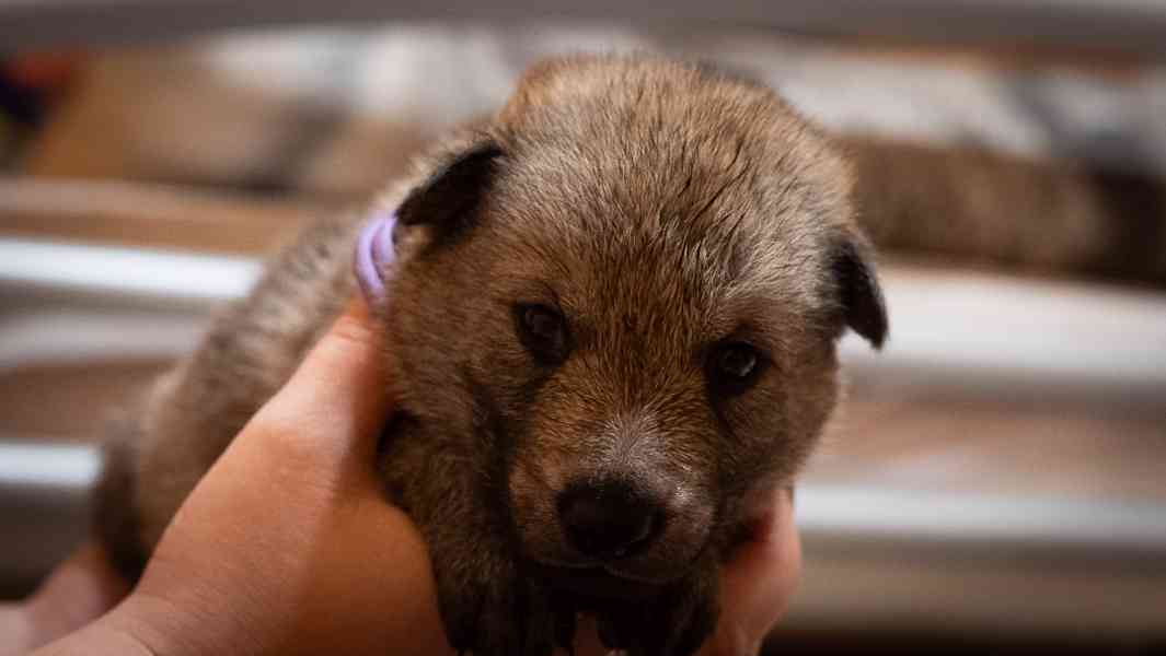 Štěňata Československého vlčáka s PP - foto 10