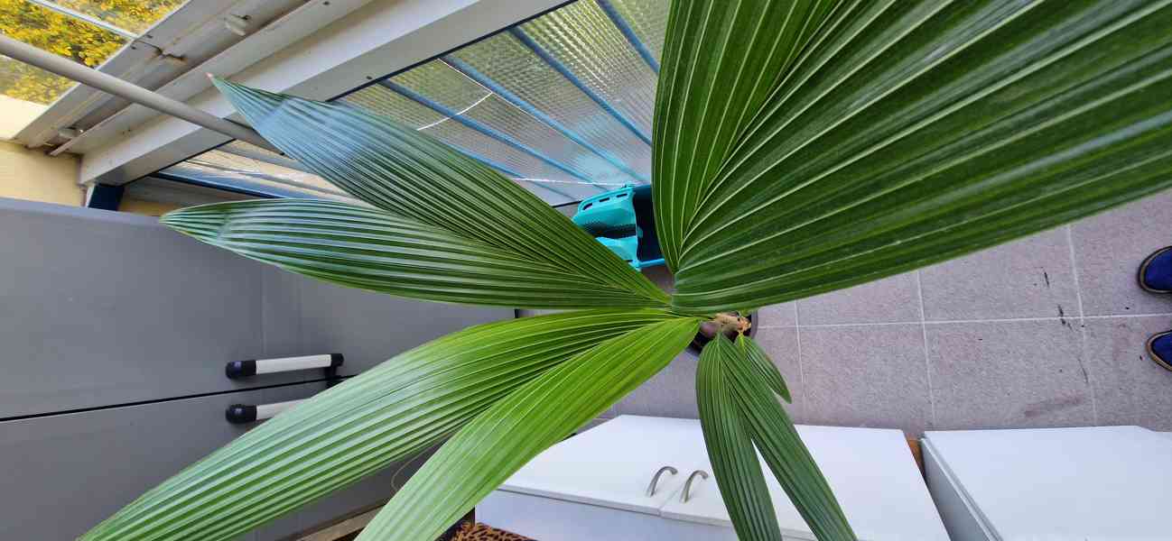 Kokosová palma  - foto 1