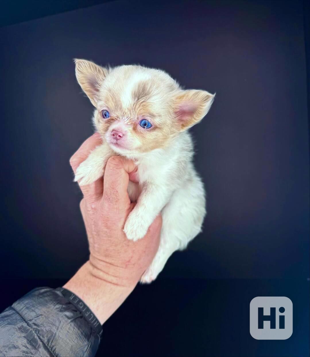 Štěňata čivavy - foto 1