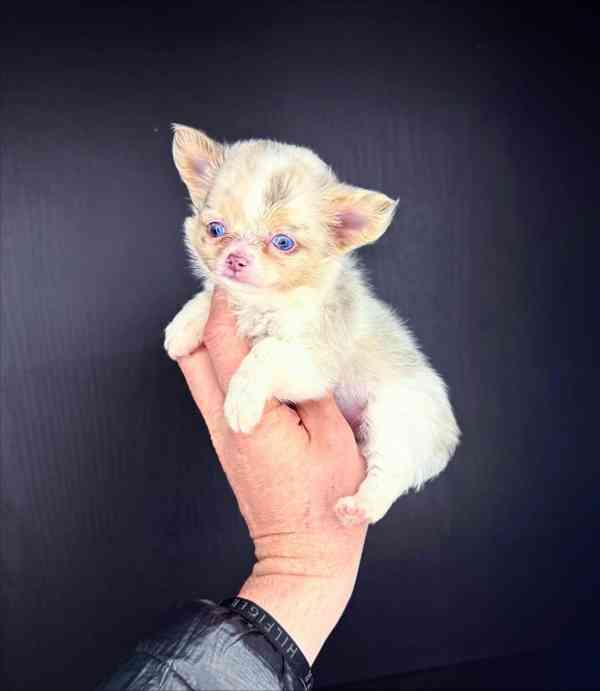 Štěňata čivavy - foto 2