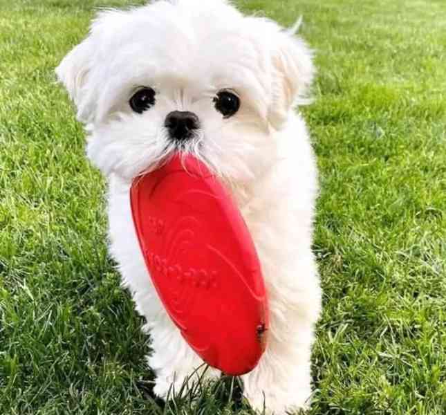 štěňata maltézského ovčáka k adopci  - foto 2