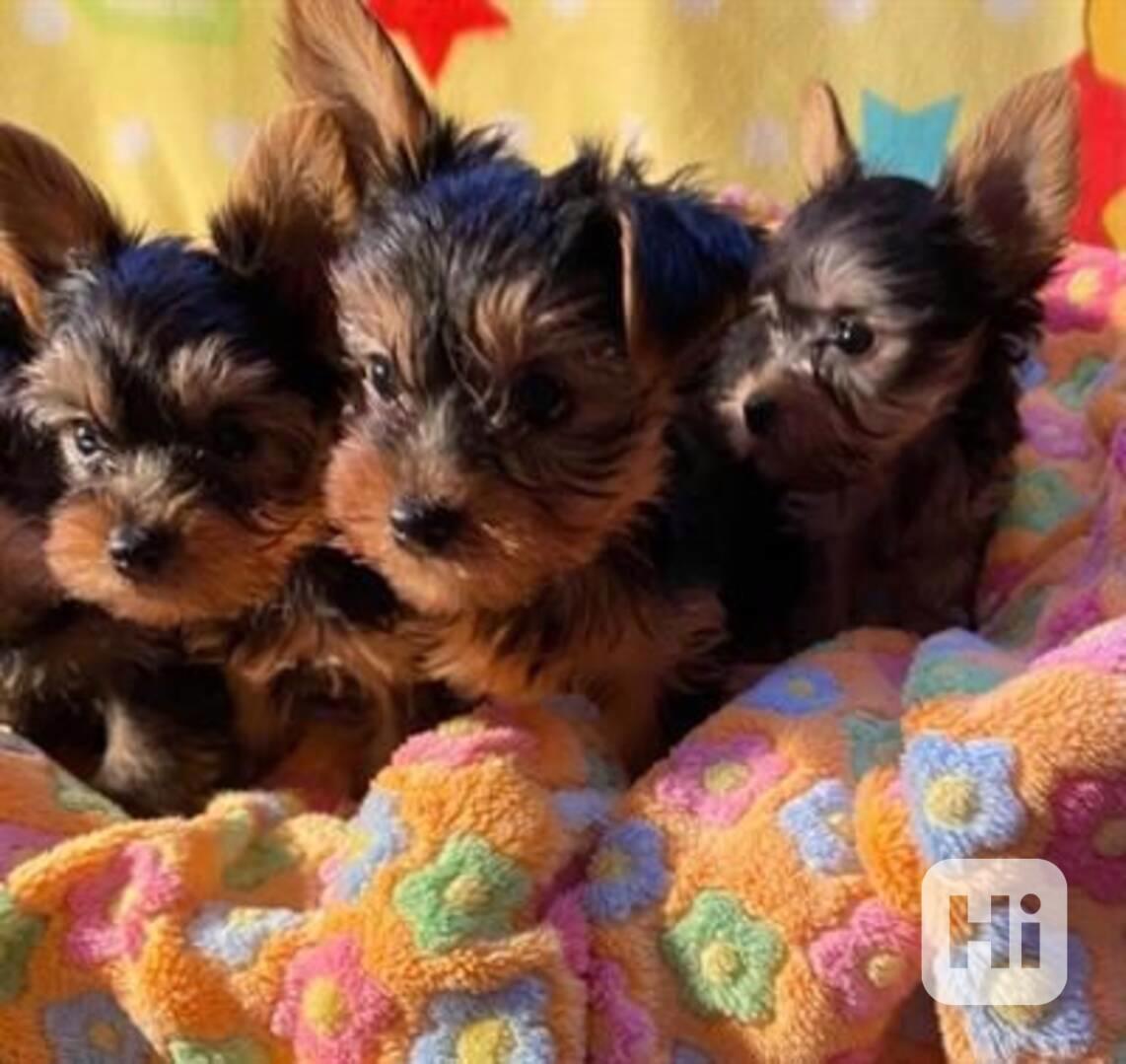 štěňata Yorkie k adopci zdarma - foto 1
