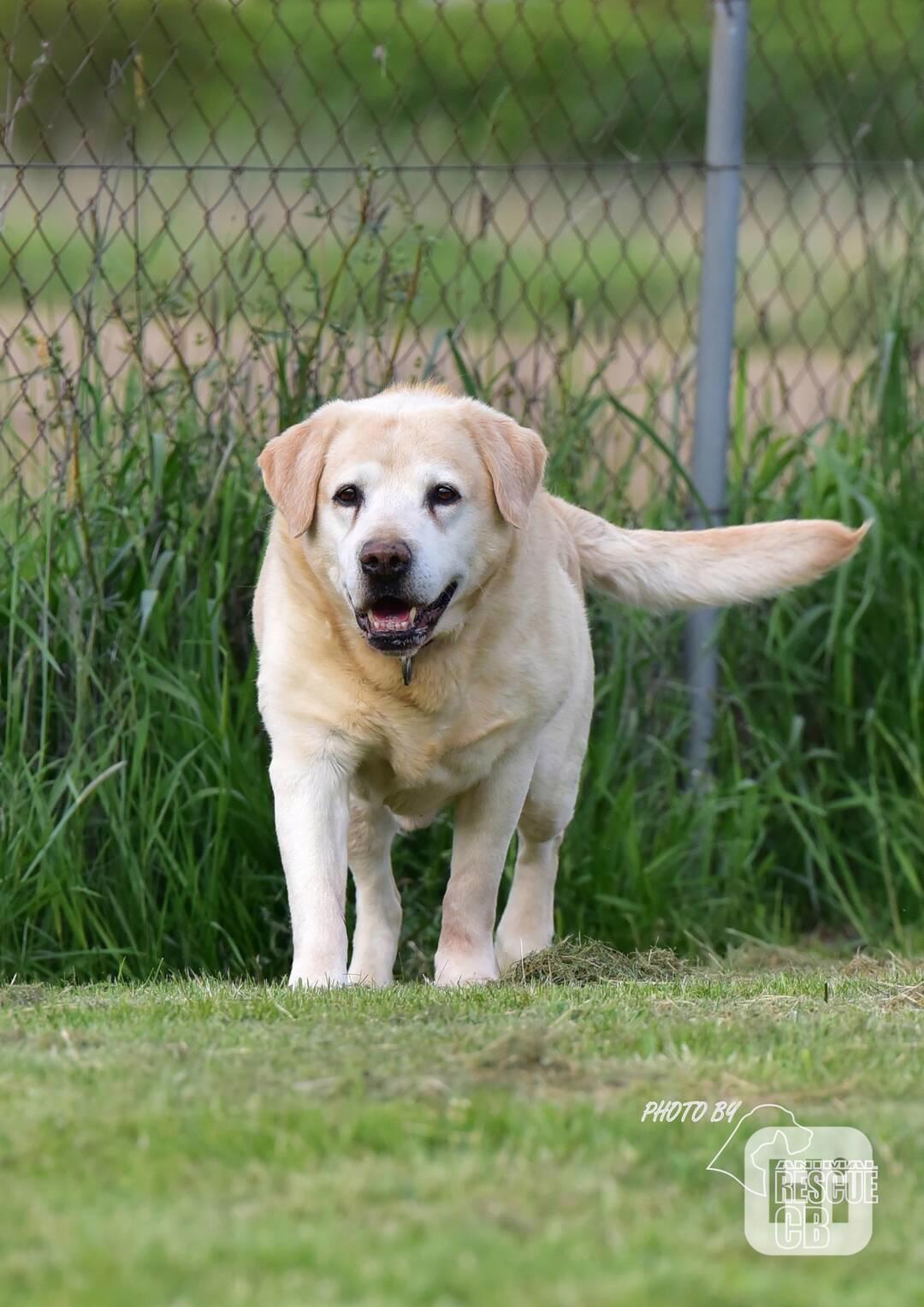 Darujeme opuštěného labradora - foto 1