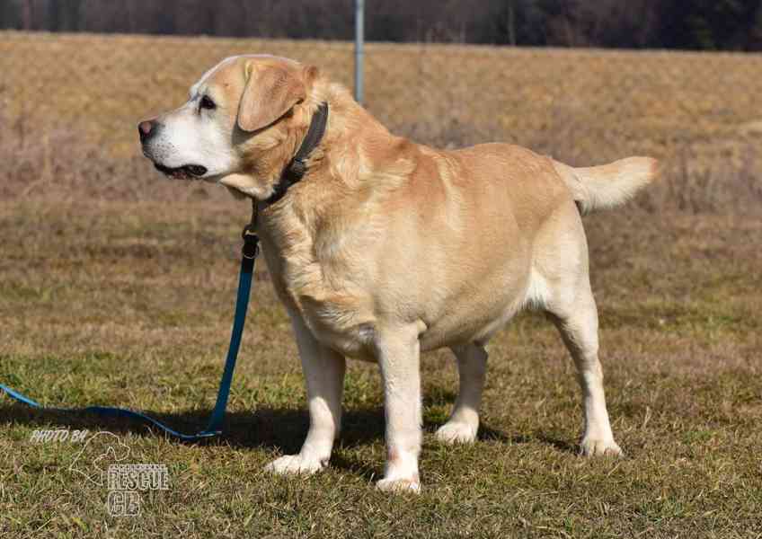 Darujeme opuštěného labradora - foto 2