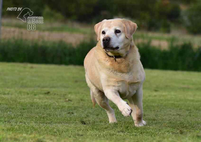 Darujeme opuštěného labradora - foto 7