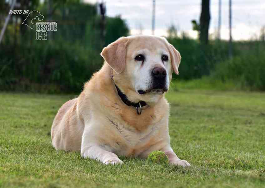 Darujeme opuštěného labradora - foto 8