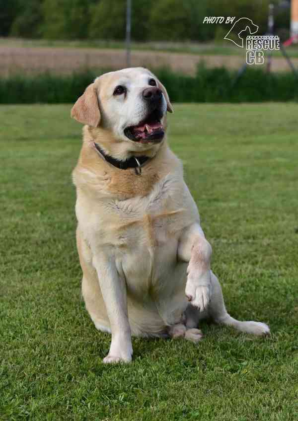 Darujeme opuštěného labradora - foto 9