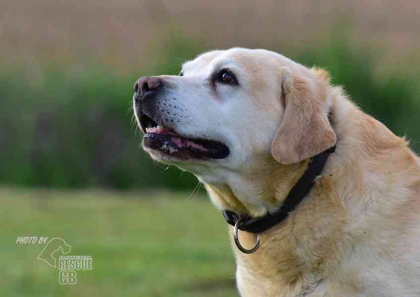 Darujeme opuštěného labradora - foto 10