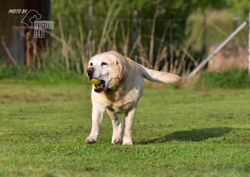 Darujeme opuštěného labradora - foto 11