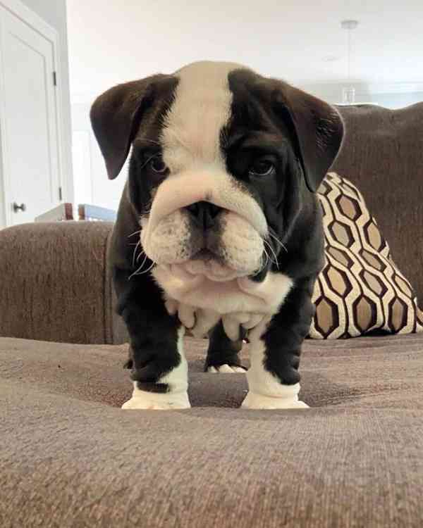 Zdarma  dárek štěňata anglického buldoka k adopci   - foto 2