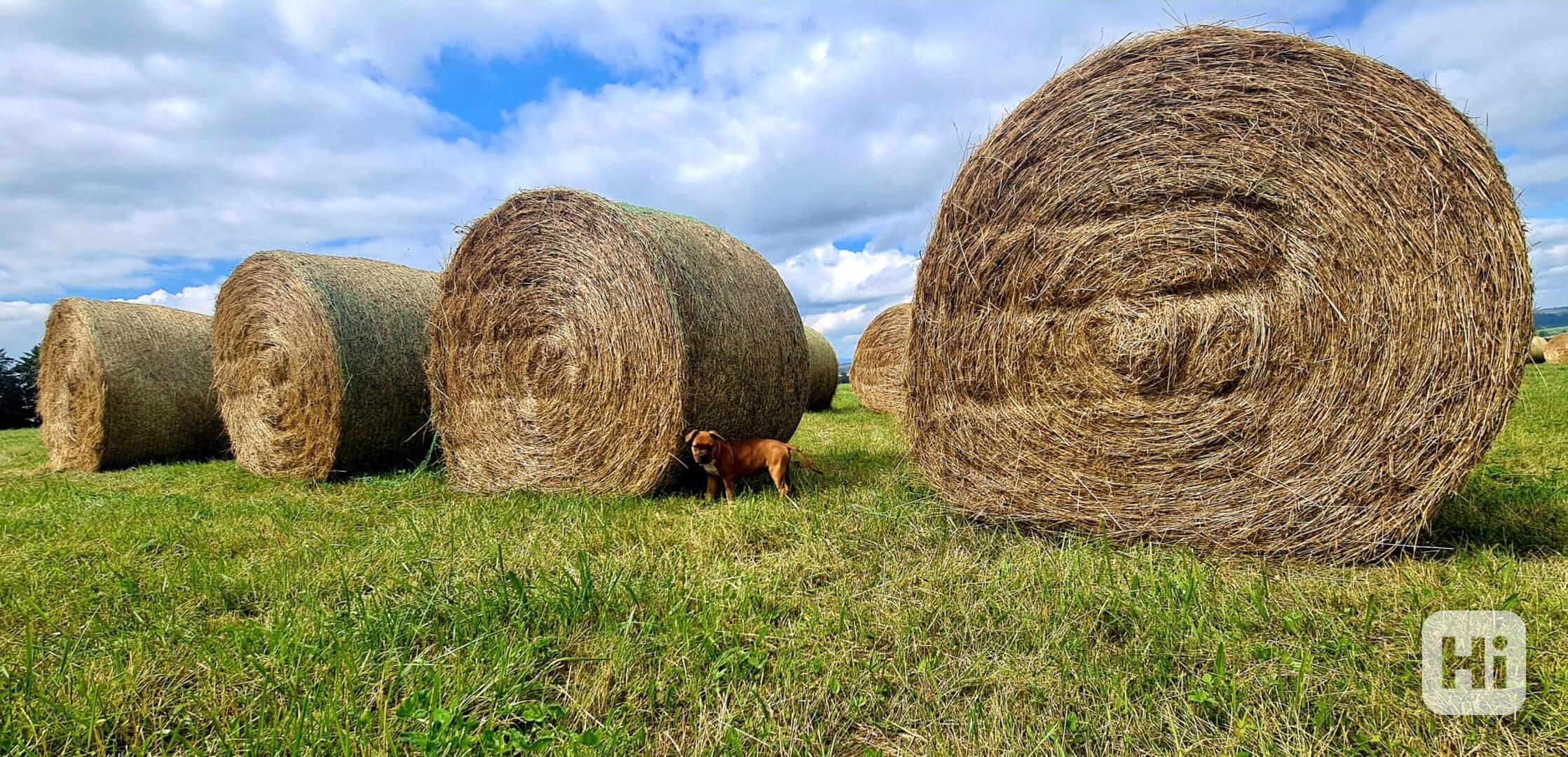 SENO bio hospodářství - foto 1