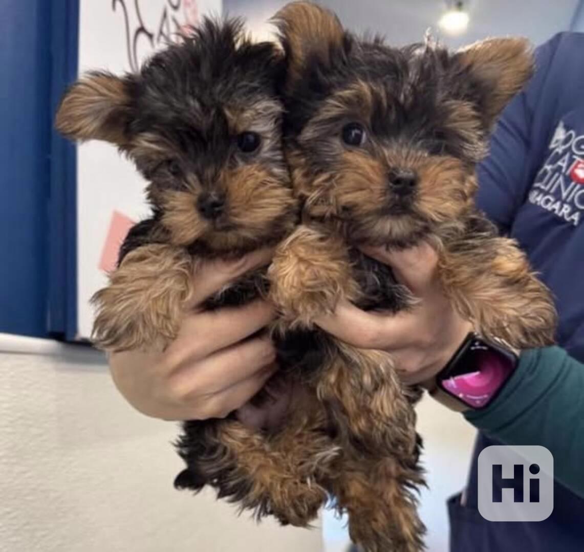 NÁDHERNÁ ŠTĚŇATA Yorkshire Terriera (PSÍ A FENKA) - foto 1