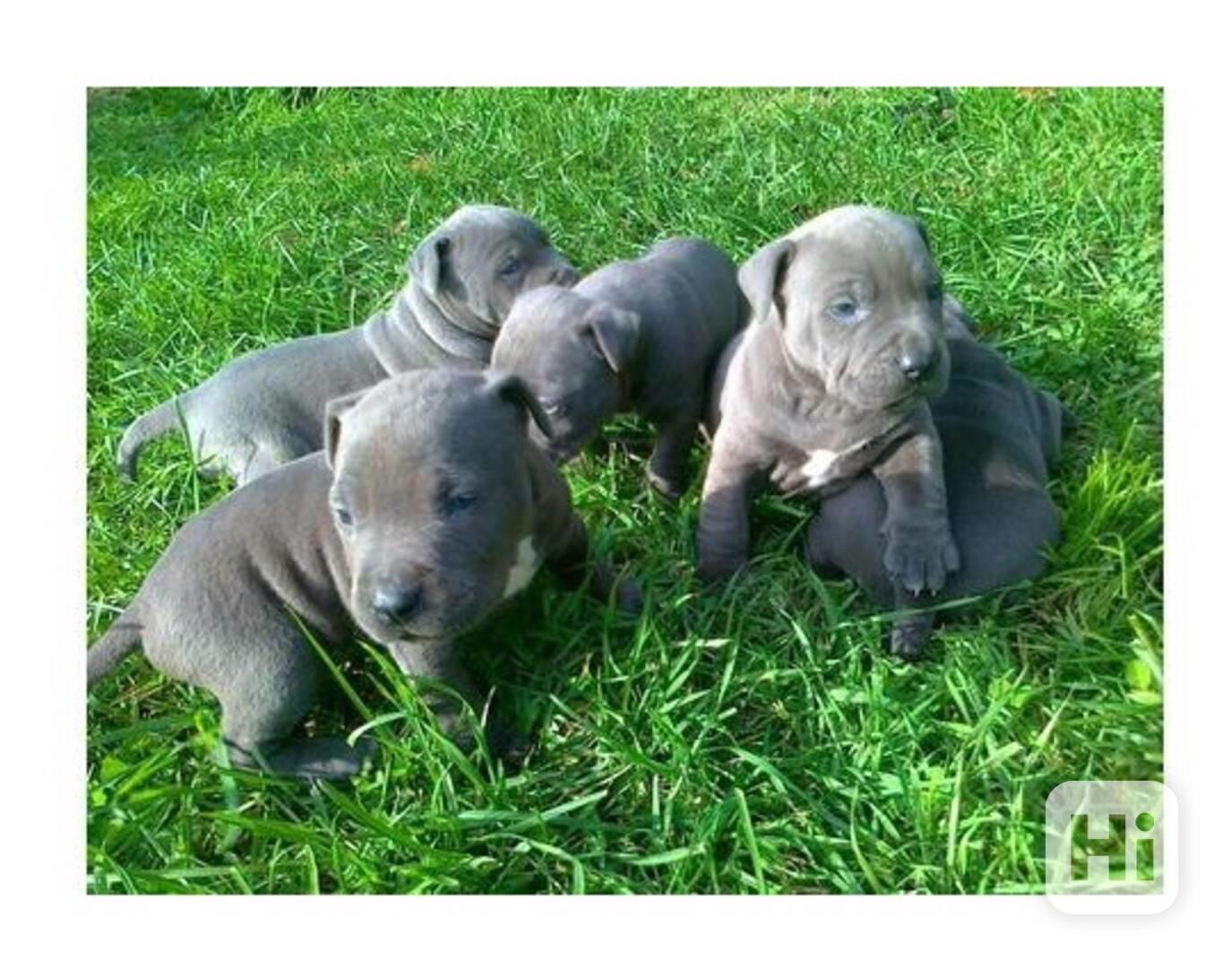 Americký pitbull s pp - foto 1