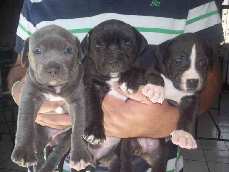 Americký pitbull s pp - foto 3