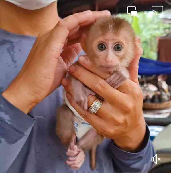 Zdarma Dítě kapucínské opice k adopci nyní zdarma  - foto 2