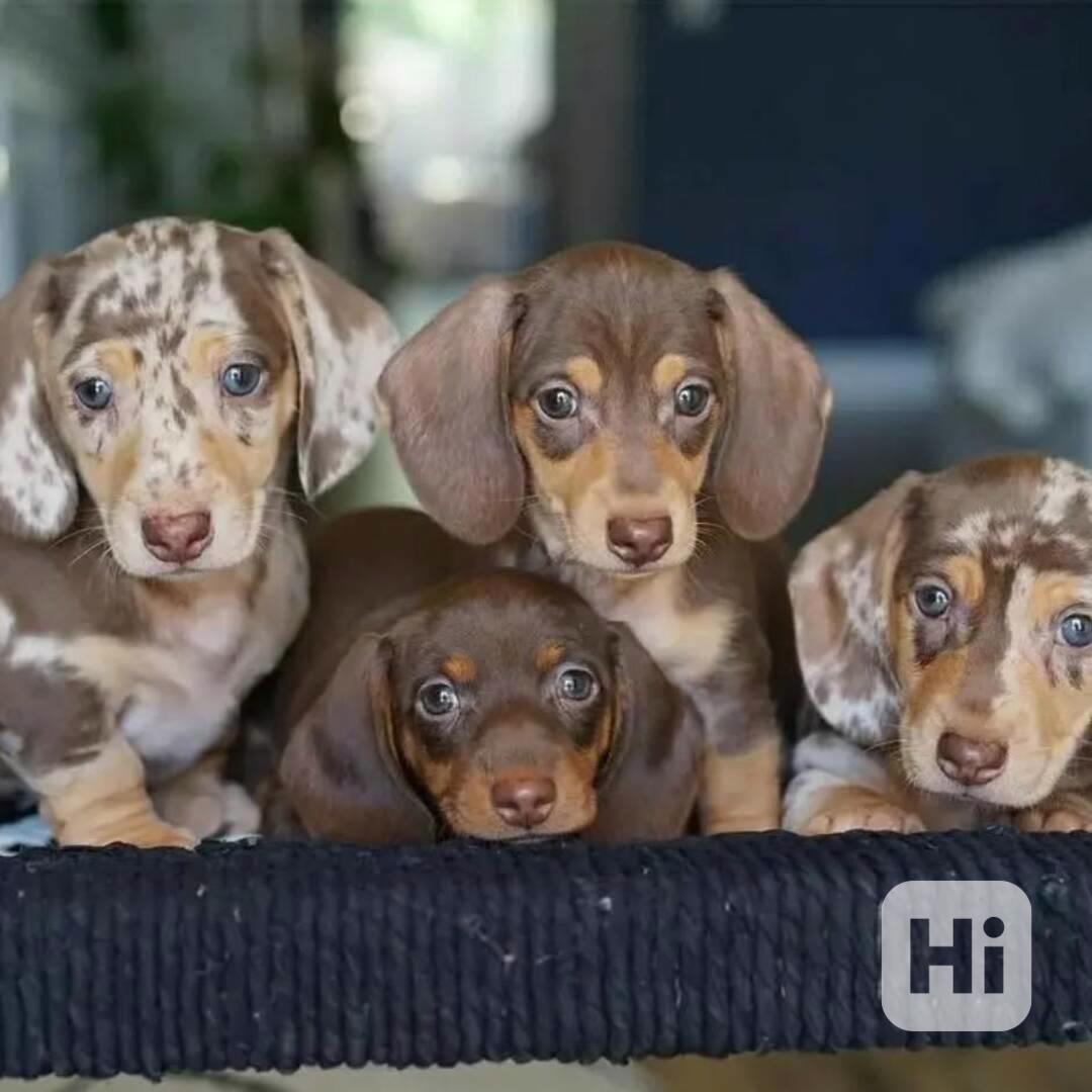 Přátelská štěňata jezevčíka k adopci - foto 1
