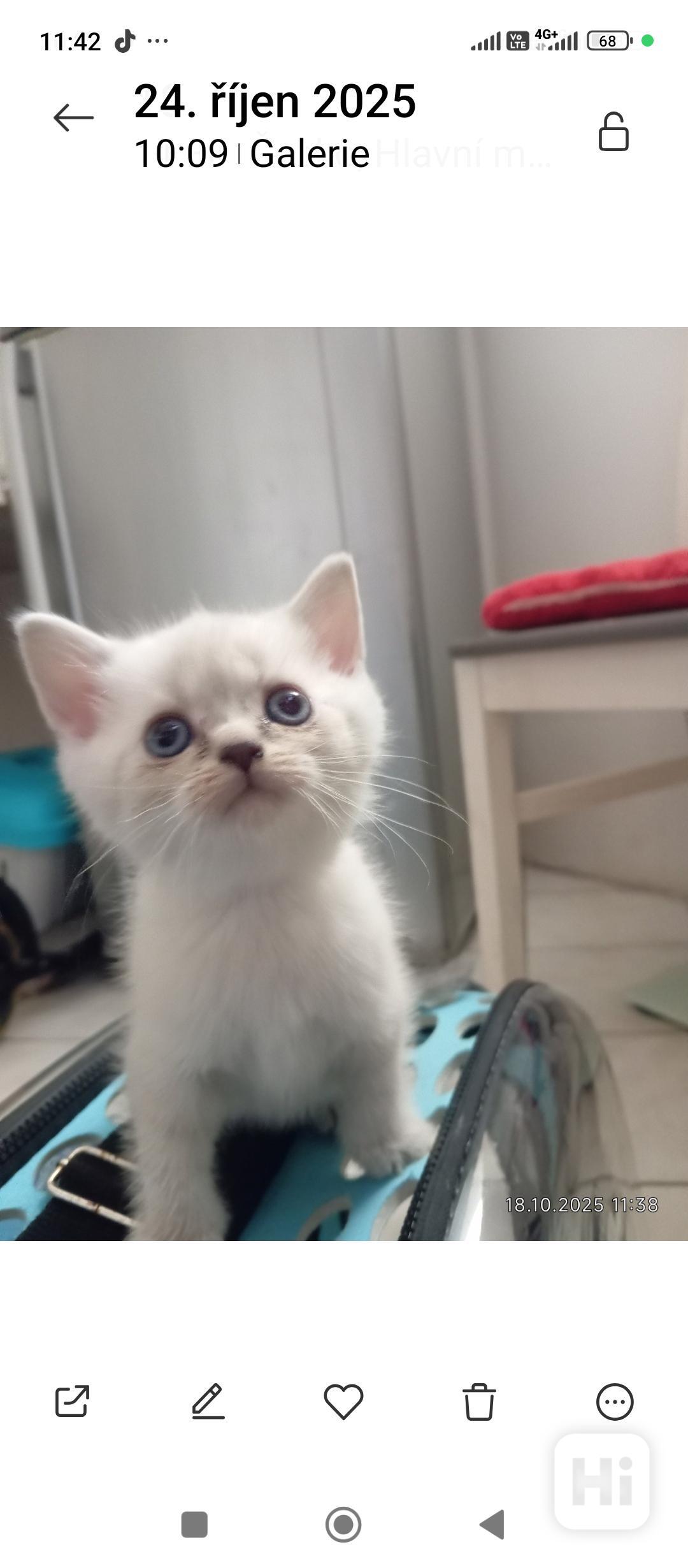 Krásný kočička  skotská (Scottish Fold) - foto 1