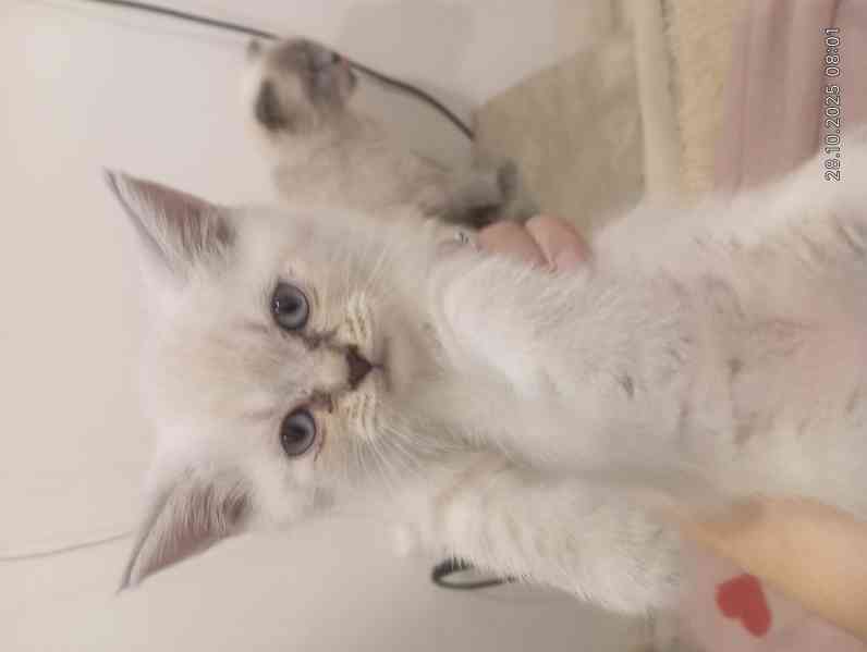 Krásný kočička  skotská (Scottish Fold) - foto 5