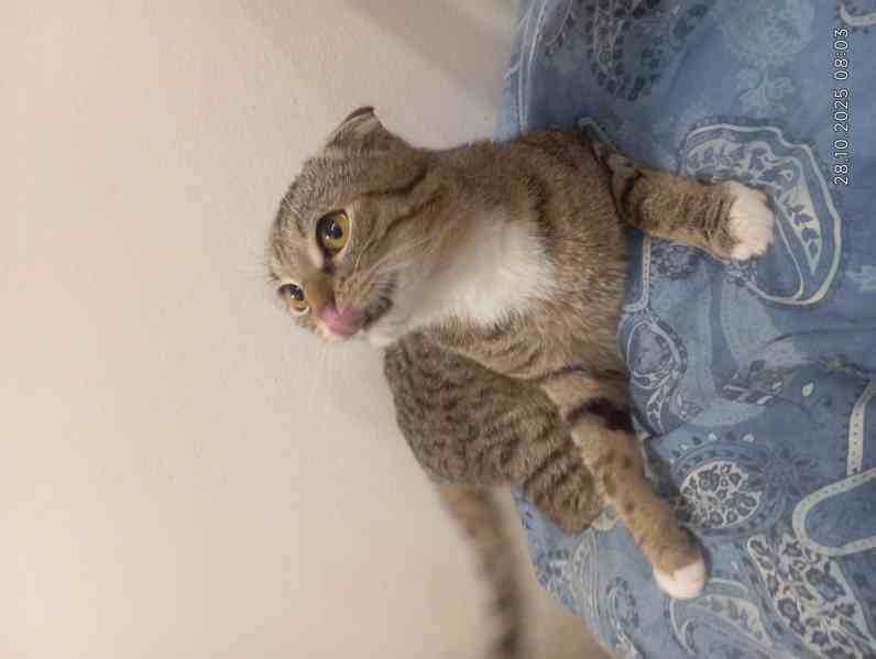 Krásný kočička  skotská (Scottish Fold) - foto 4