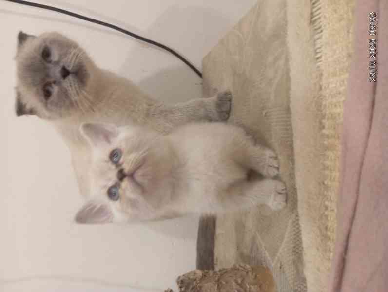 Krásný kočička  skotská (Scottish Fold) - foto 2