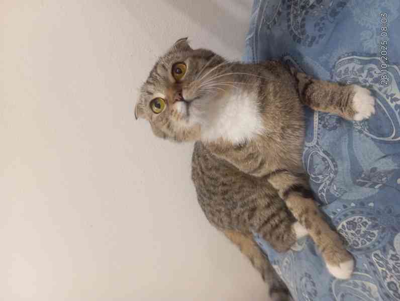 Krásný kočička  skotská (Scottish Fold) - foto 3