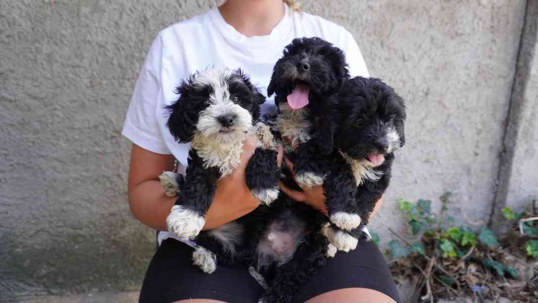 maltipoo - foto 4