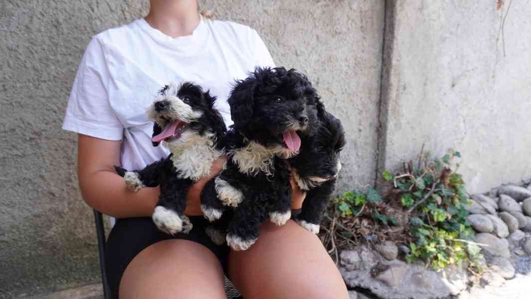 maltipoo - foto 2