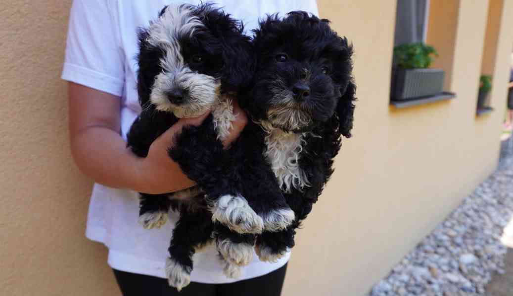 maltipoo - foto 7