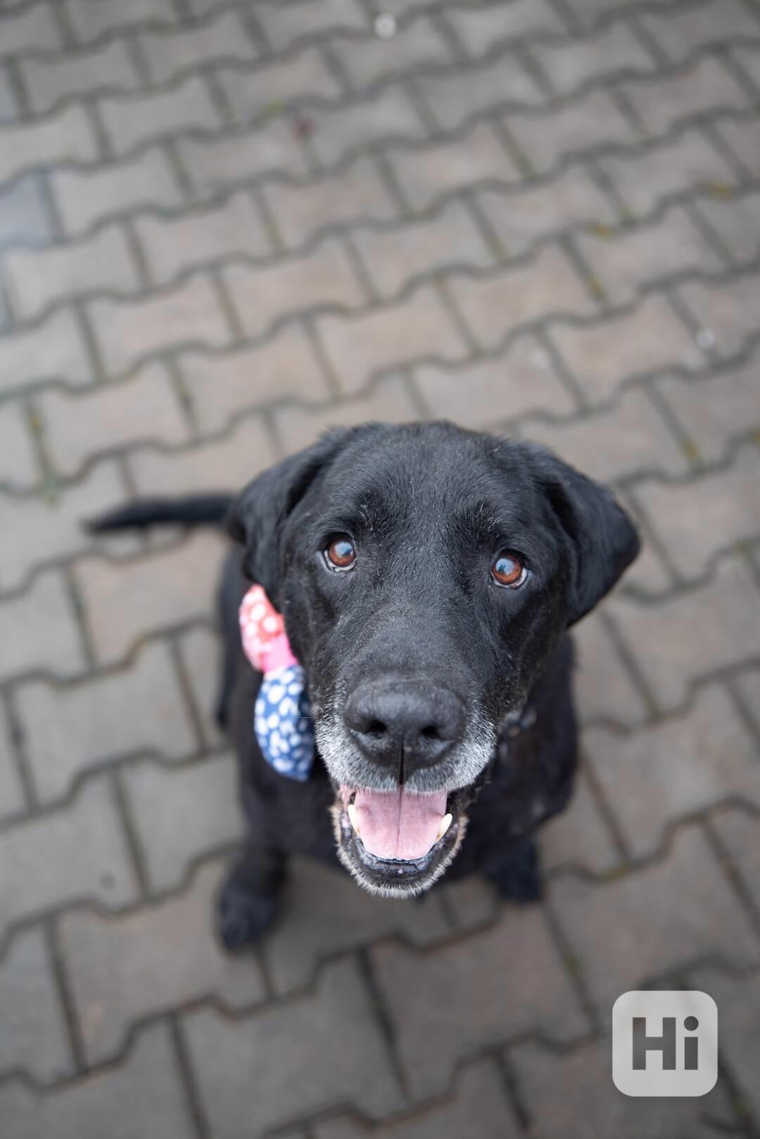 BUBÍ - Labrador 40 kg, kastrovaný psík 10 let - foto 1