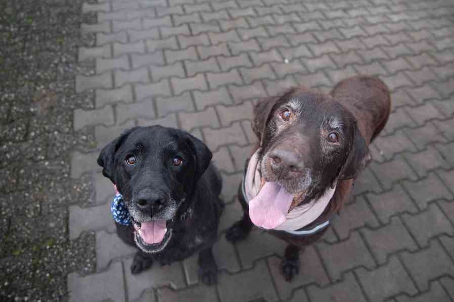 BUBÍ - Labrador 40 kg, kastrovaný psík 10 let - foto 3