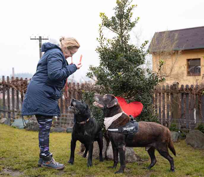 BUBÍ - Labrador 40 kg, kastrovaný psík 10 let - foto 4