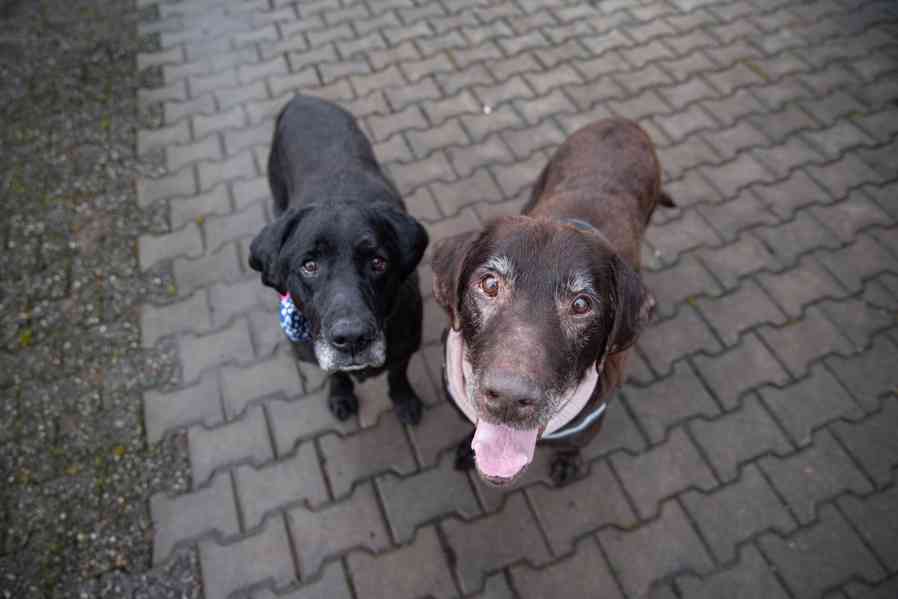 BUBÍ - Labrador 40 kg, kastrovaný psík 10 let - foto 7