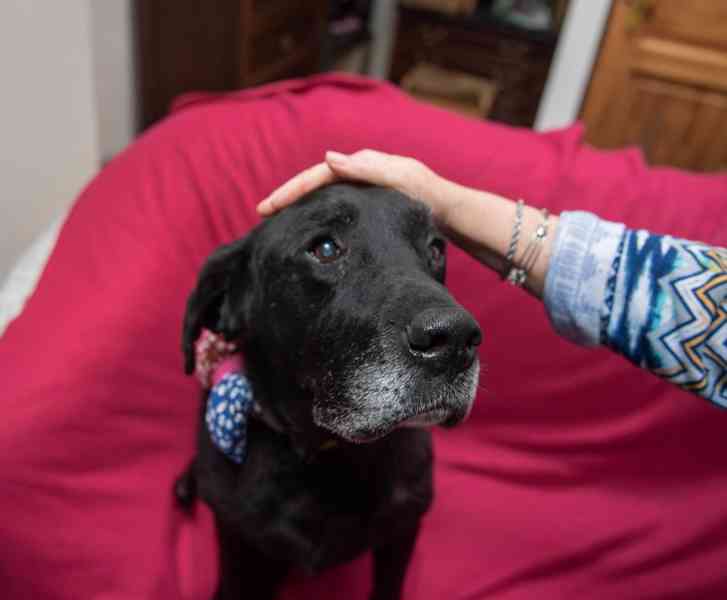 BUBÍ - Labrador 40 kg, kastrovaný psík 10 let - foto 6