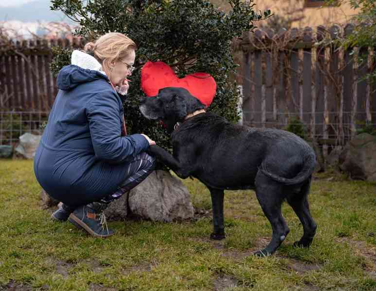 BUBÍ - Labrador 40 kg, kastrovaný psík 10 let - foto 2