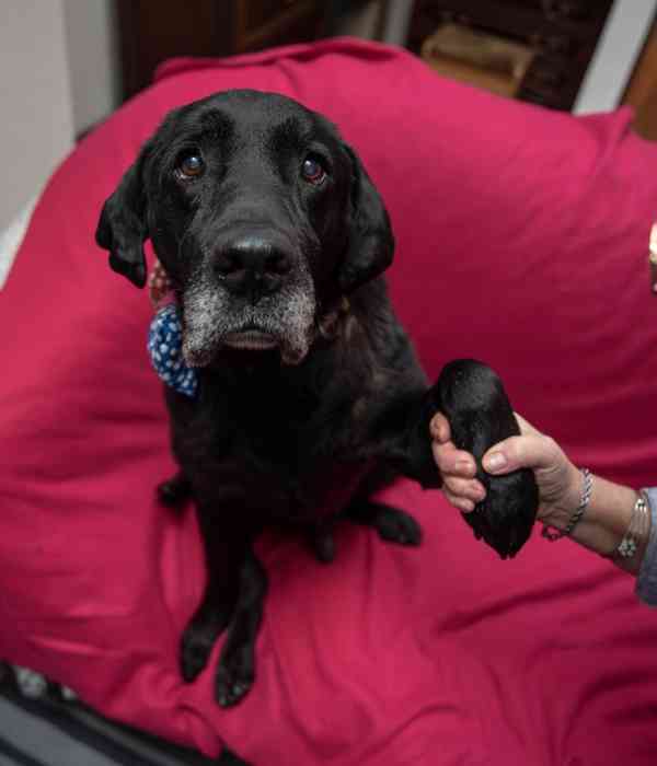 BUBÍ - Labrador 40 kg, kastrovaný psík 10 let - foto 8