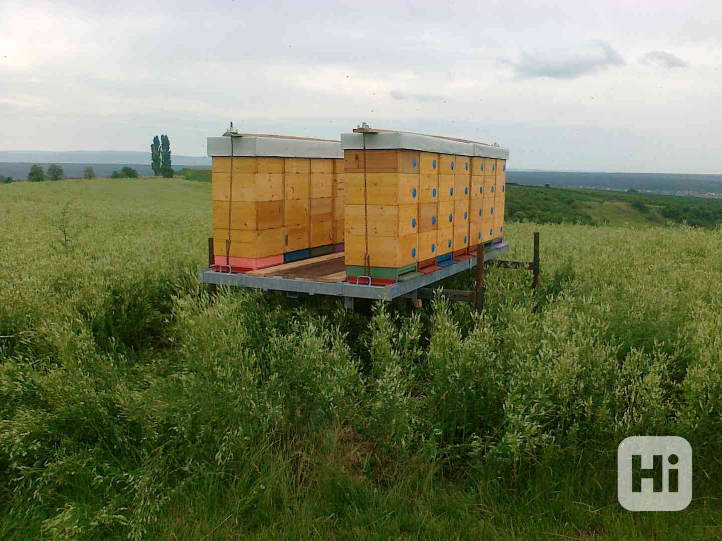 PRODÁM VYZIMOVANÉ VČELSTVA 39/24 HODONÍNSKO - foto 1