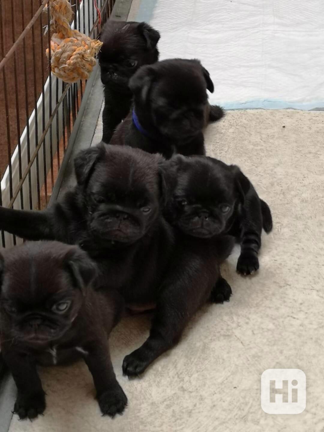 Štěňata mopsů k adopci - foto 1